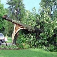 Ocala Tree Service image 3