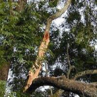 Ocala Tree Service image 4