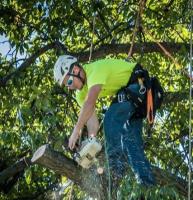 Cedar Rapids Tree Service image 3