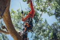 CP & Sons Tree Service, Inc. image 1