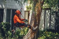 CP & Sons Tree Service, Inc. image 2