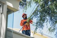 CP & Sons Tree Service, Inc. image 3
