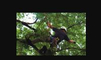 Cleveland Heights Tree Service image 3