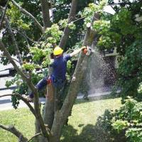 Portsmouth Tree Service image 3