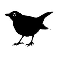 Blackbird Ordinary image 2