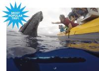 Ultimate Whale Watch & Snorkel image 2