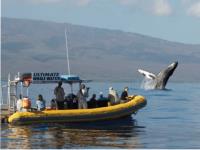 Ultimate Whale Watch & Snorkel image 3