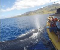 Ultimate Whale Watch & Snorkel image 5