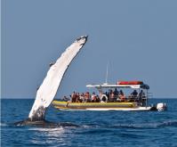Ultimate Whale Watch & Snorkel image 6