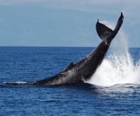 Ultimate Whale Watch & Snorkel image 8