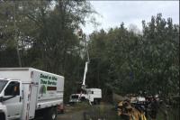 Dead or Alive Tree Service image 1