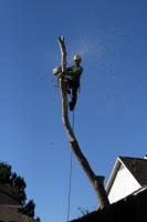  Hot Shots Tree Cutters image 1