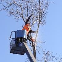 Elite Tree Service image 2