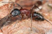 IOWA Pest and Termite Company image 1