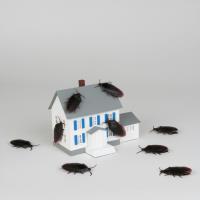 Arguello Termite & Pest Control image 1