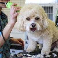 Quality Pet Grooming image 1