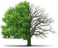 IA Tree Services image 1