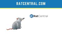 Rat Central image 3