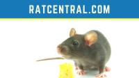 Rat Central image 2