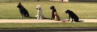 Tip Top K9 Tulsa Dog Training image 12