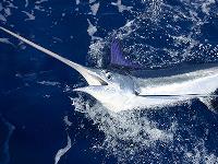 Risky Business fishing Charters image 5