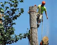 Sioux Falls Tree Service LLC image 2