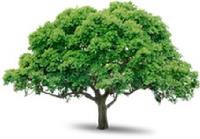 Allentown Tree Service LLC image 1