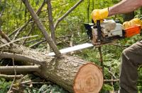 Quality Tree Services - New Fairfield image 1