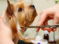 Top Dog Grooming Salon image 1