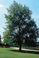 Bloomington Tree Care image 1