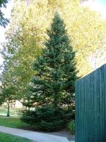 Bloomington Tree Care image 3