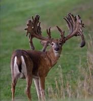 X Factor Whitetails image 5