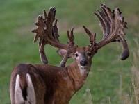 X Factor Whitetails image 6