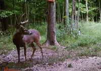X Factor Whitetails image 7