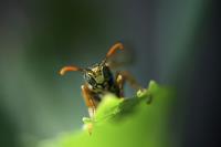 Green Country Pest Control image 2