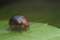 Green Country Pest Control image 3