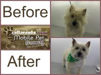Collar Cuts Mobile Pet Grooming Services image 10