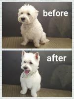 Collar Cuts Mobile Pet Grooming Services image 3
