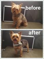 Collar Cuts Mobile Pet Grooming Services image 4