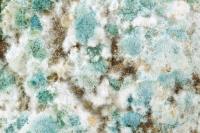 Mold Removal Experts of Las Vegas image 3