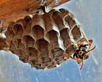 Denver Wasp and Bee Control image 4