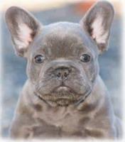 Luxurious French Bulldogs image 1