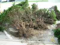 Blalock Tree Service image 1