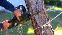 Blalock Tree Service image 2