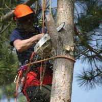 Blalock Tree Service image 8