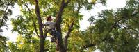 Spears Tree Service image 2