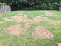 GreenPal Lawn Care of Virginia Beach image 1