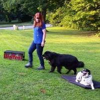 Wolfen1 Dog Training image 4
