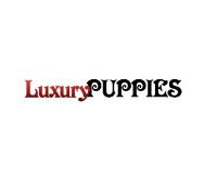 Luxury Puppies image 1