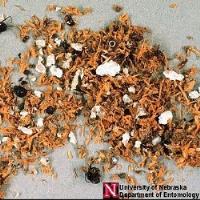 North Jersey Termite image 5
